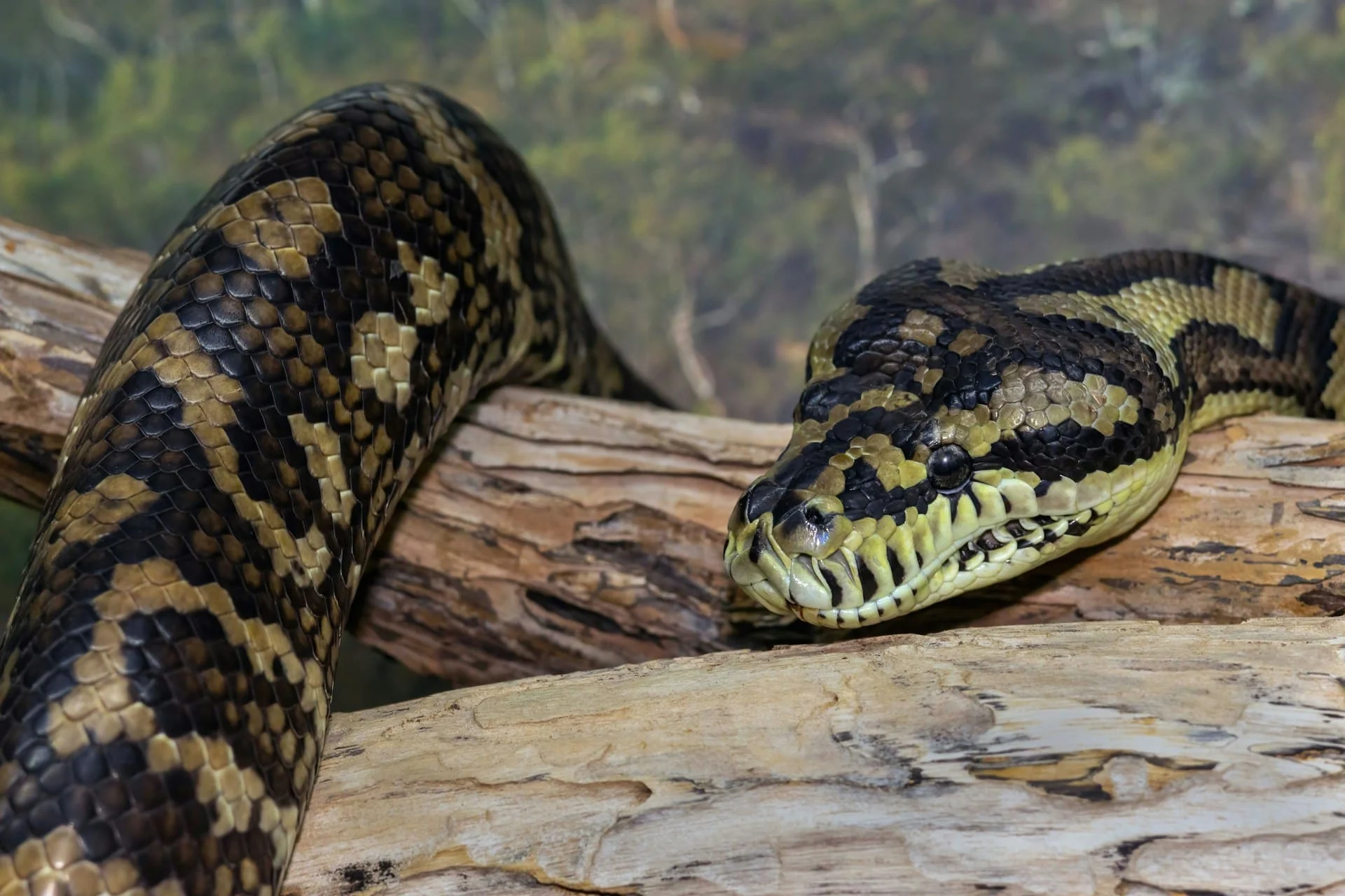 snakes including this carpet python