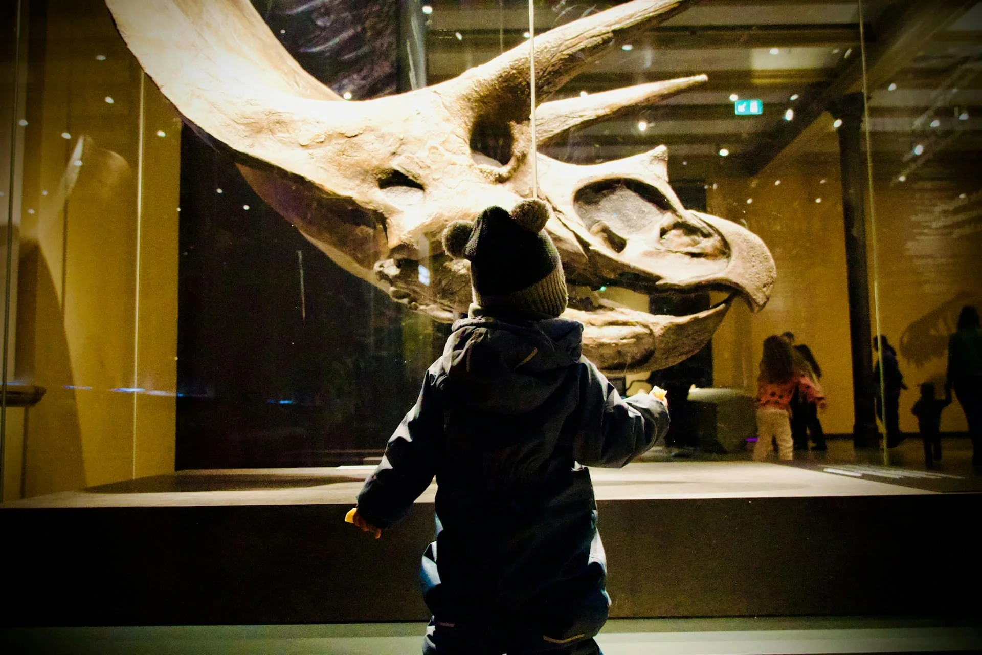 triceratops skeleton