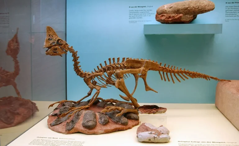 webp oviraptor fossil sitting on top of its eggs