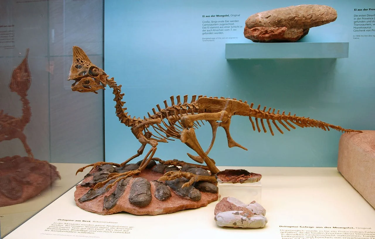 webp oviraptor fossil sitting on top of its eggs