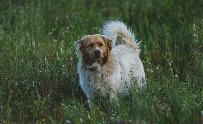 webpa sheep dogs in tall grass