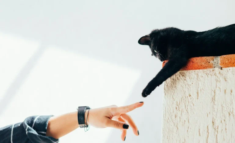 Cats and humans’ cancer overlap, study finds