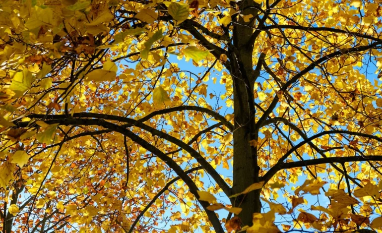 webpjacob pretorius UHCUFQ6AeZw unsplash