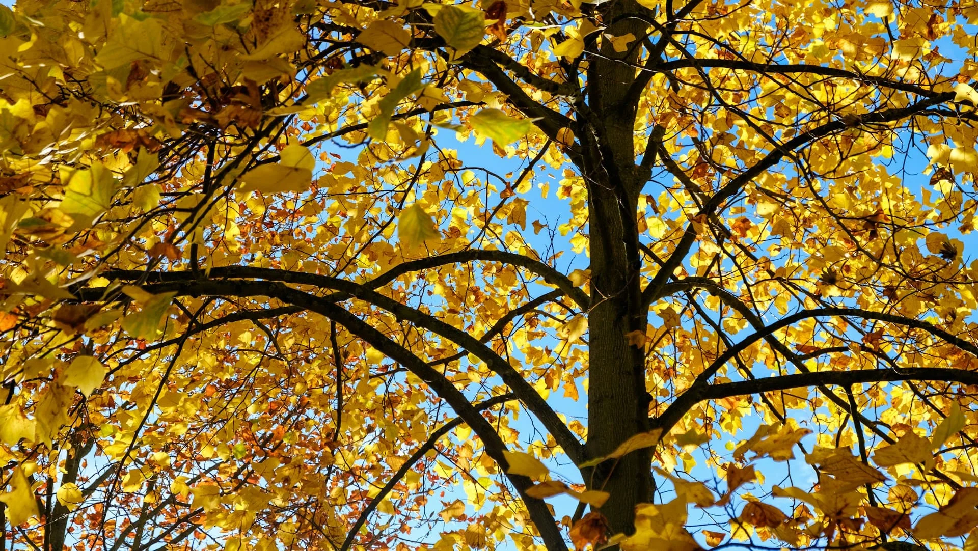 Trees for Streets & Wandsworth partner to boost biodiversity