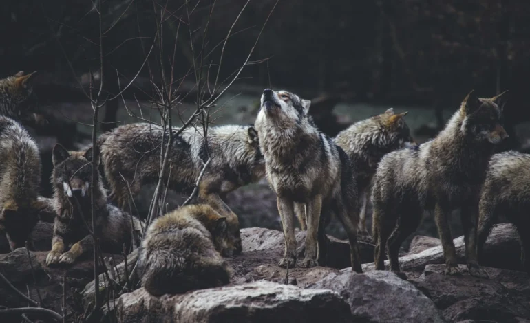 yellowstone wolves pack