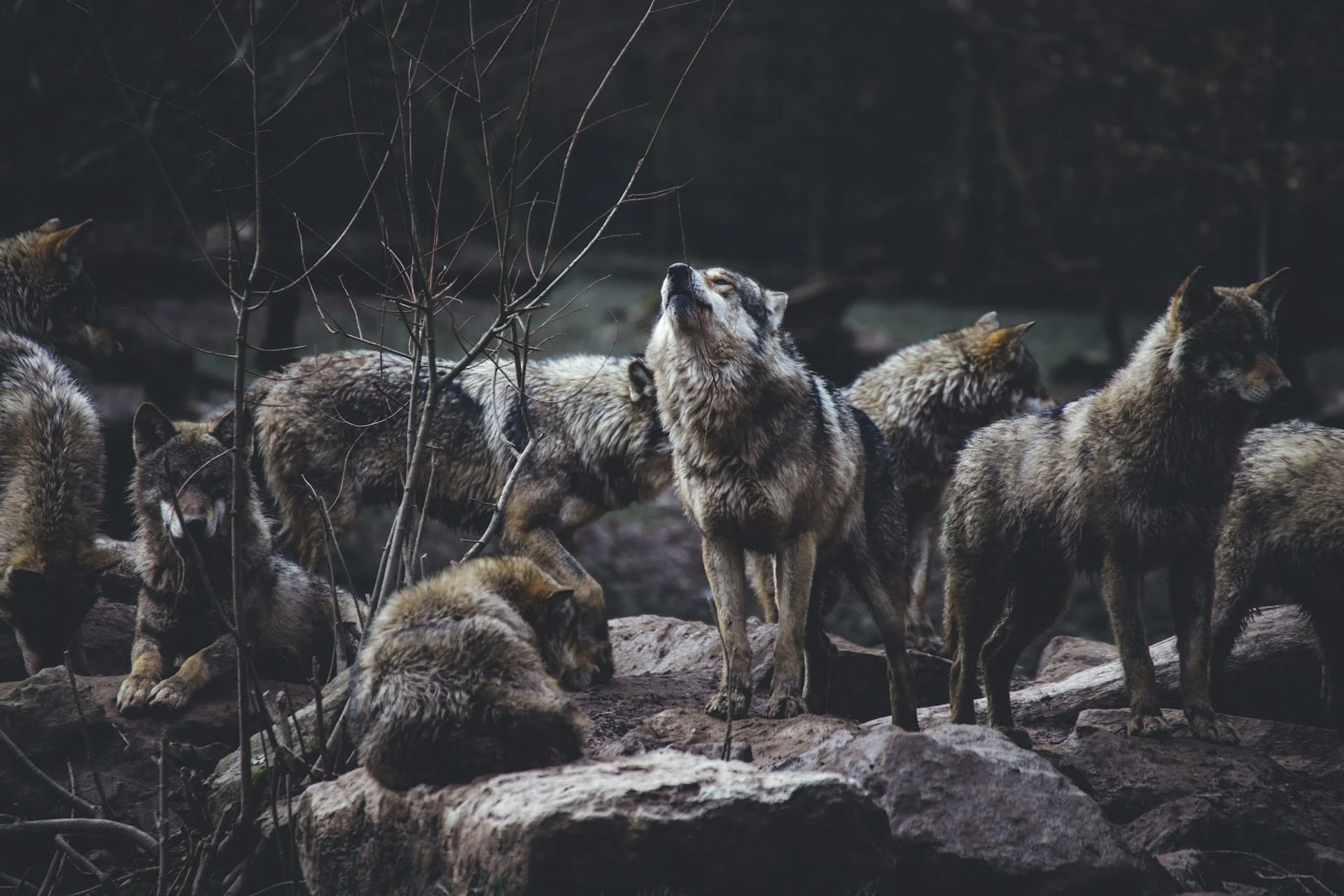 yellowstone wolves pack