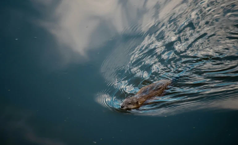 a beaver swimming in the water