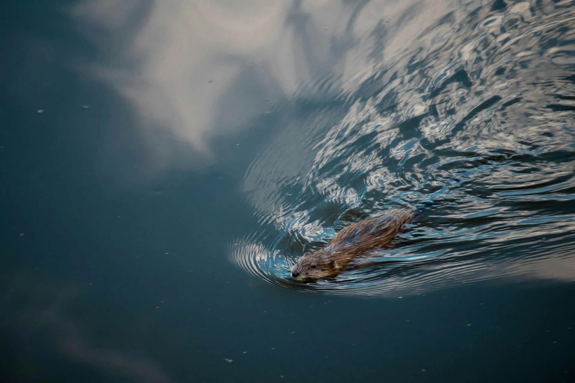 a beaver swimming in the water