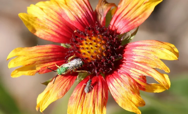 annette meredith 23VrnoFsexc unsplash