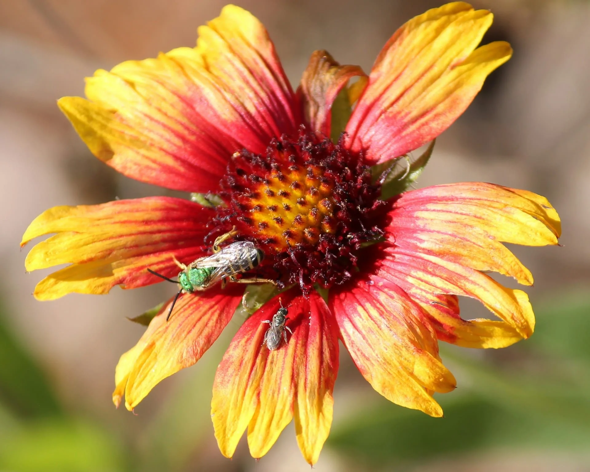 annette meredith 23VrnoFsexc unsplash