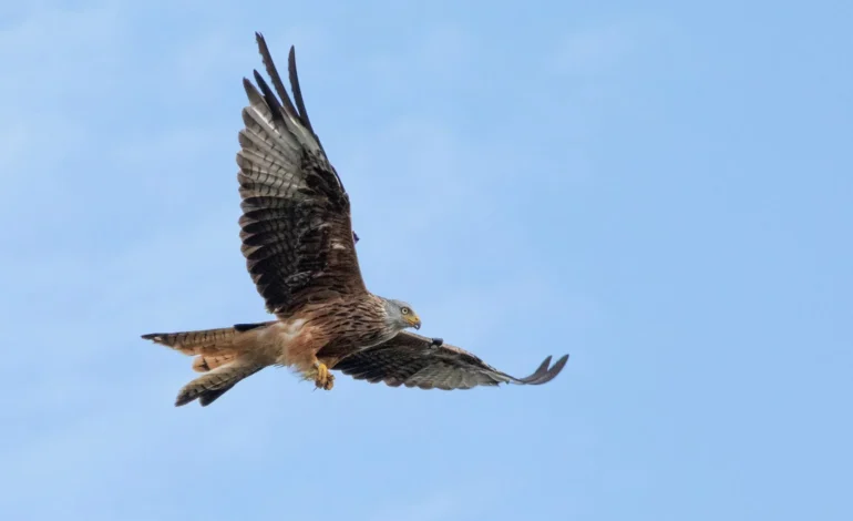 david adams z1ZTWBn5Eeg unsplash