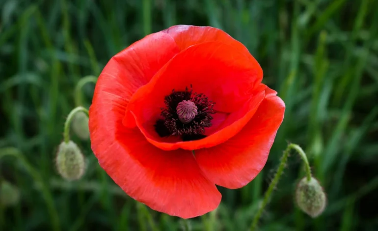 Poppy Factory celebrates 100 years in Richmond