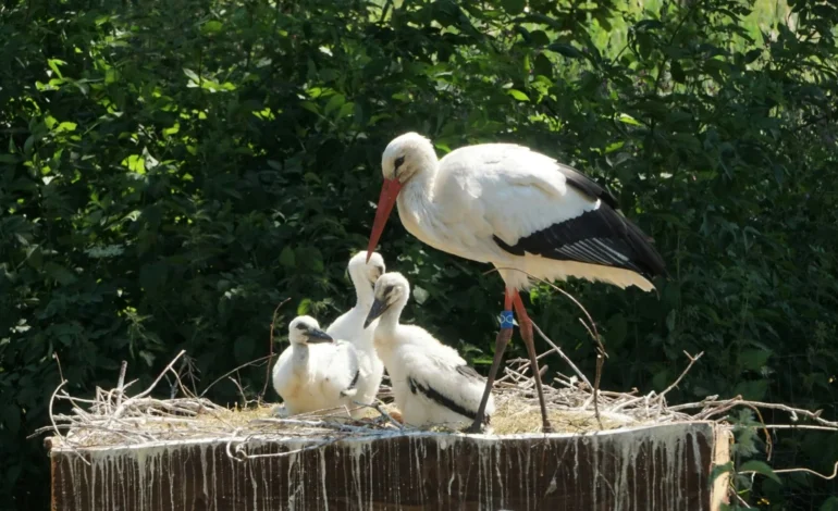White storks could return to London under rewilding efforts