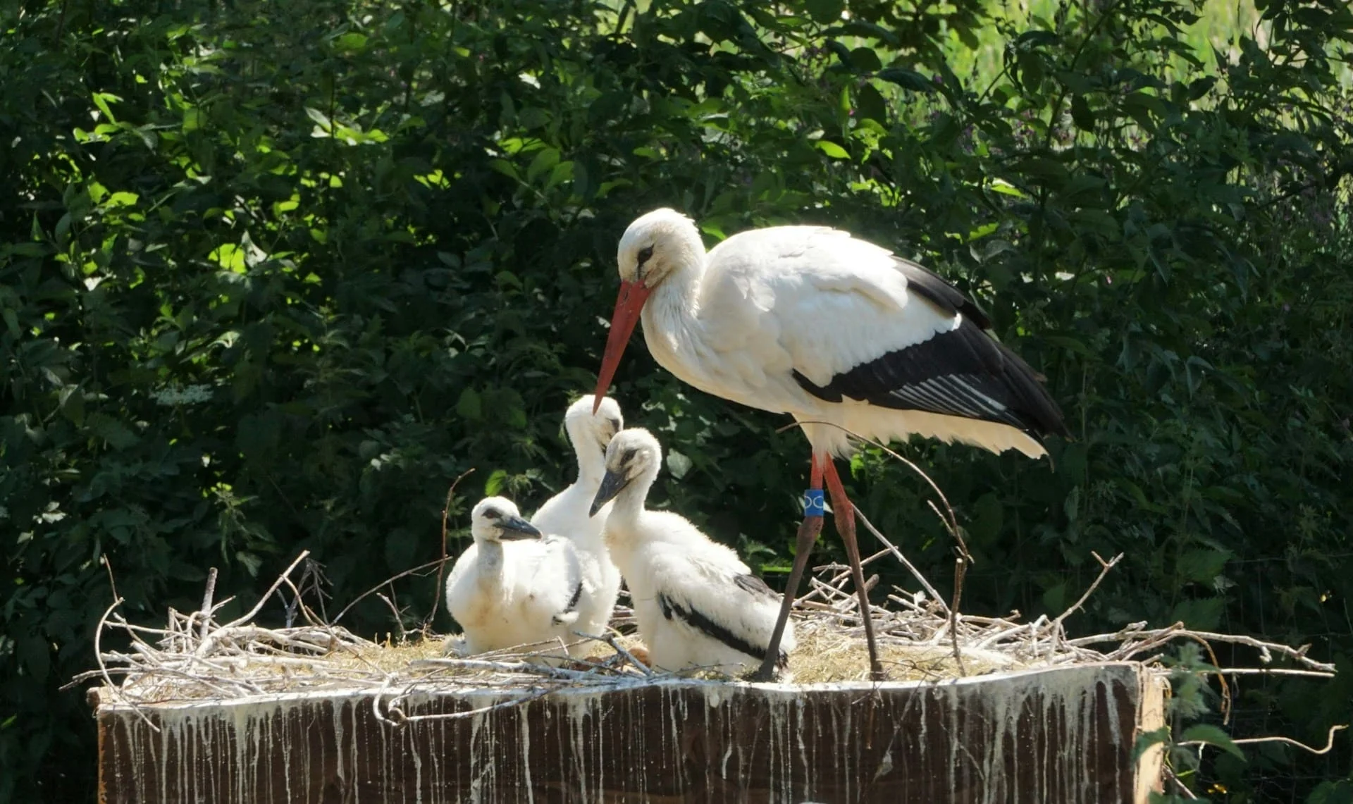 white storks nest