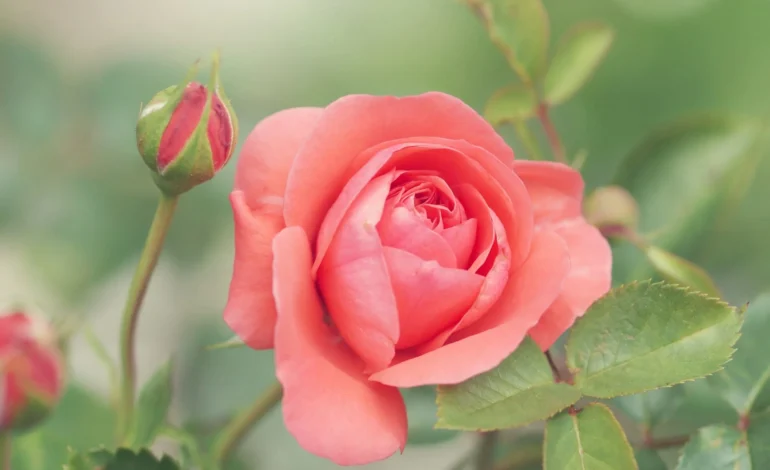 National Trust roses bloom earlier climate change