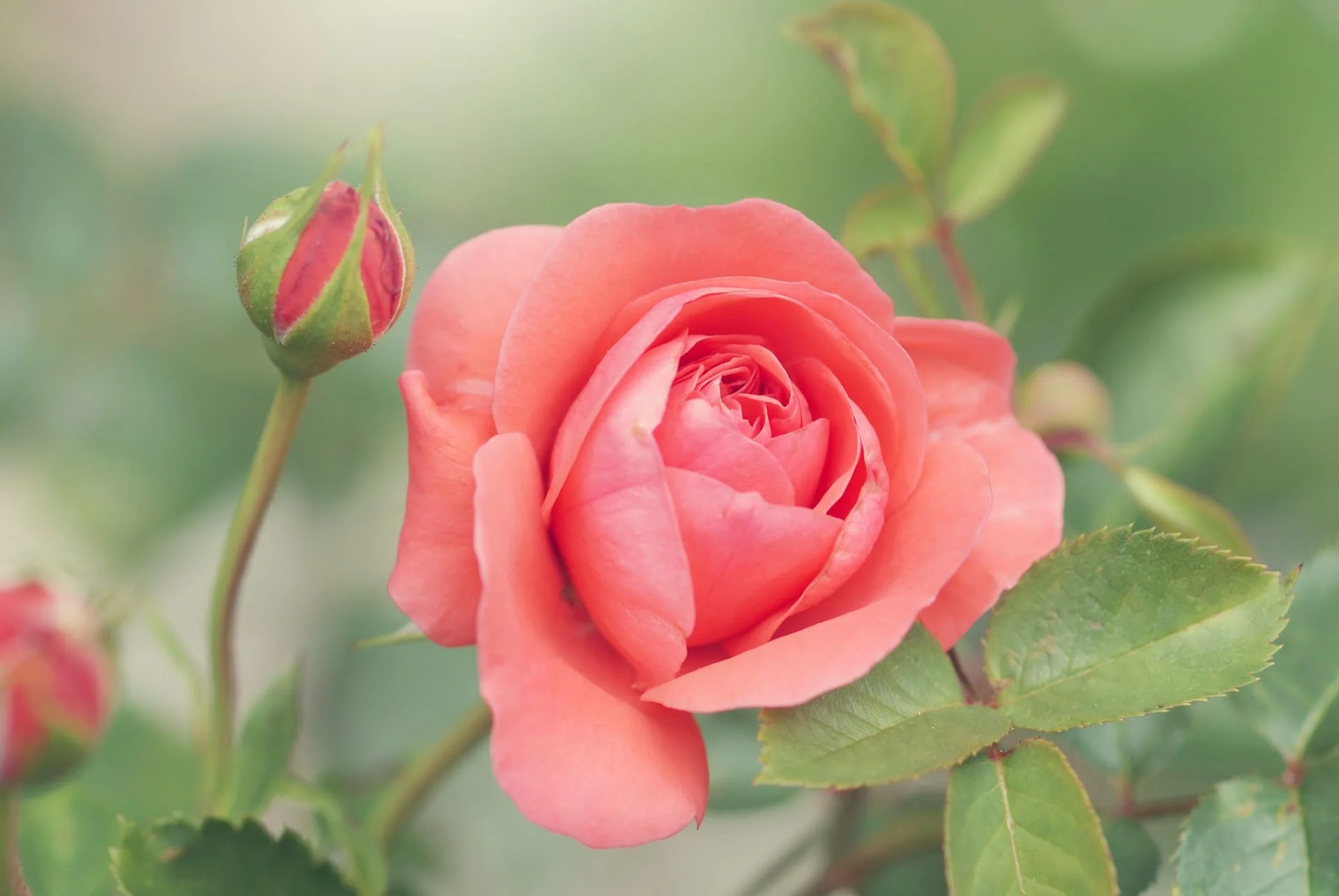 National Trust roses bloom earlier climate change
