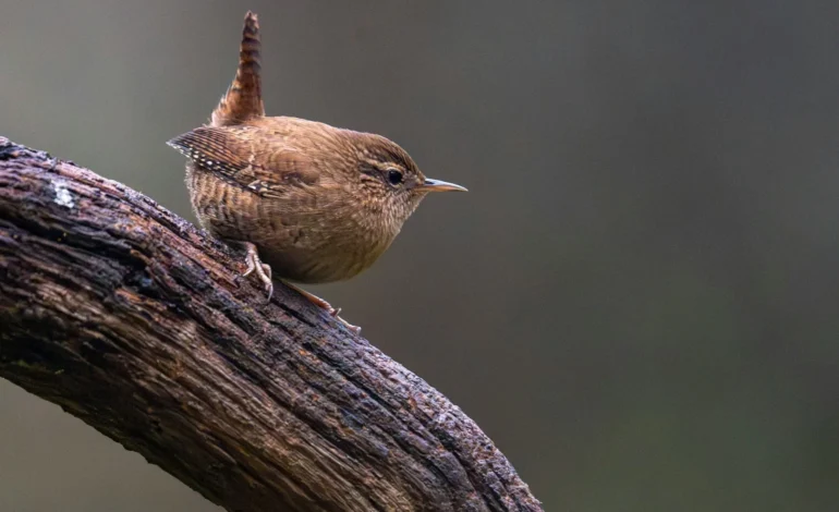 Scottish island wrens evolution