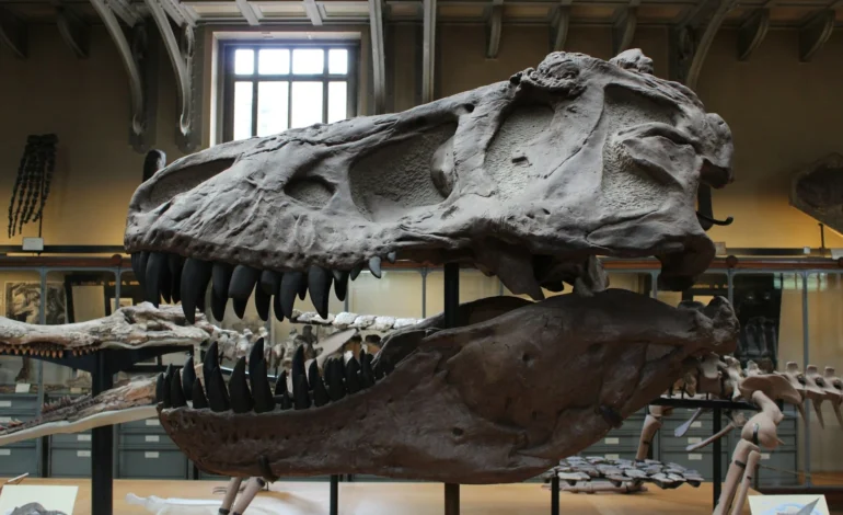 Scientists say T. rex may have evolved tiny arms as giant predators relied more on powerful skulls