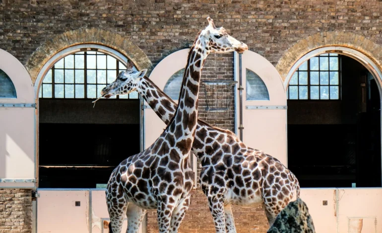 London Zoo marks 200 years with new health centre plans