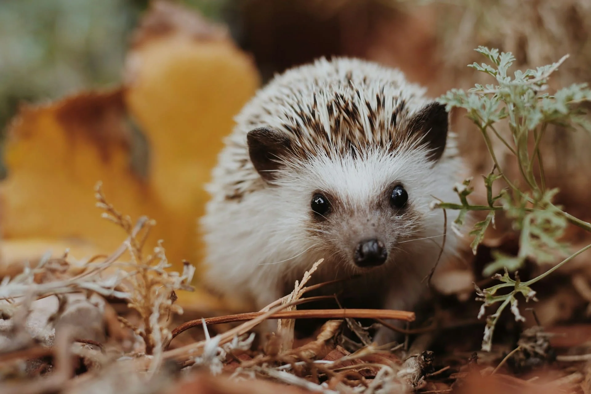 sierra nicole narvaeth D09Nooc3XQw unsplash