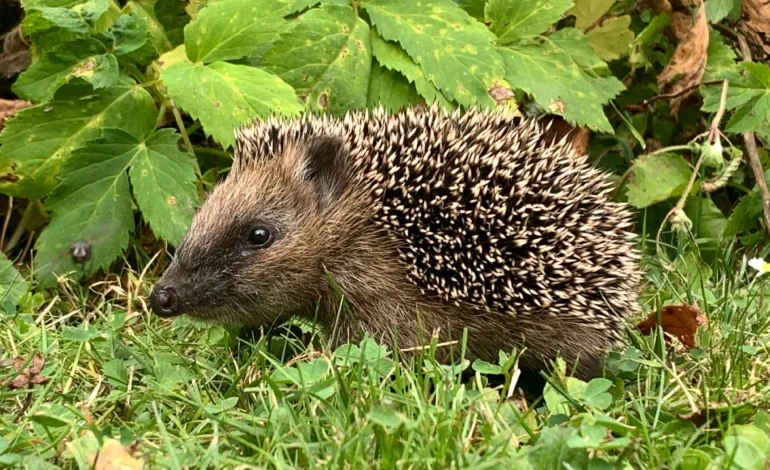 Barnes Hedgehog Highway helps Hedgehogs move between gardens
