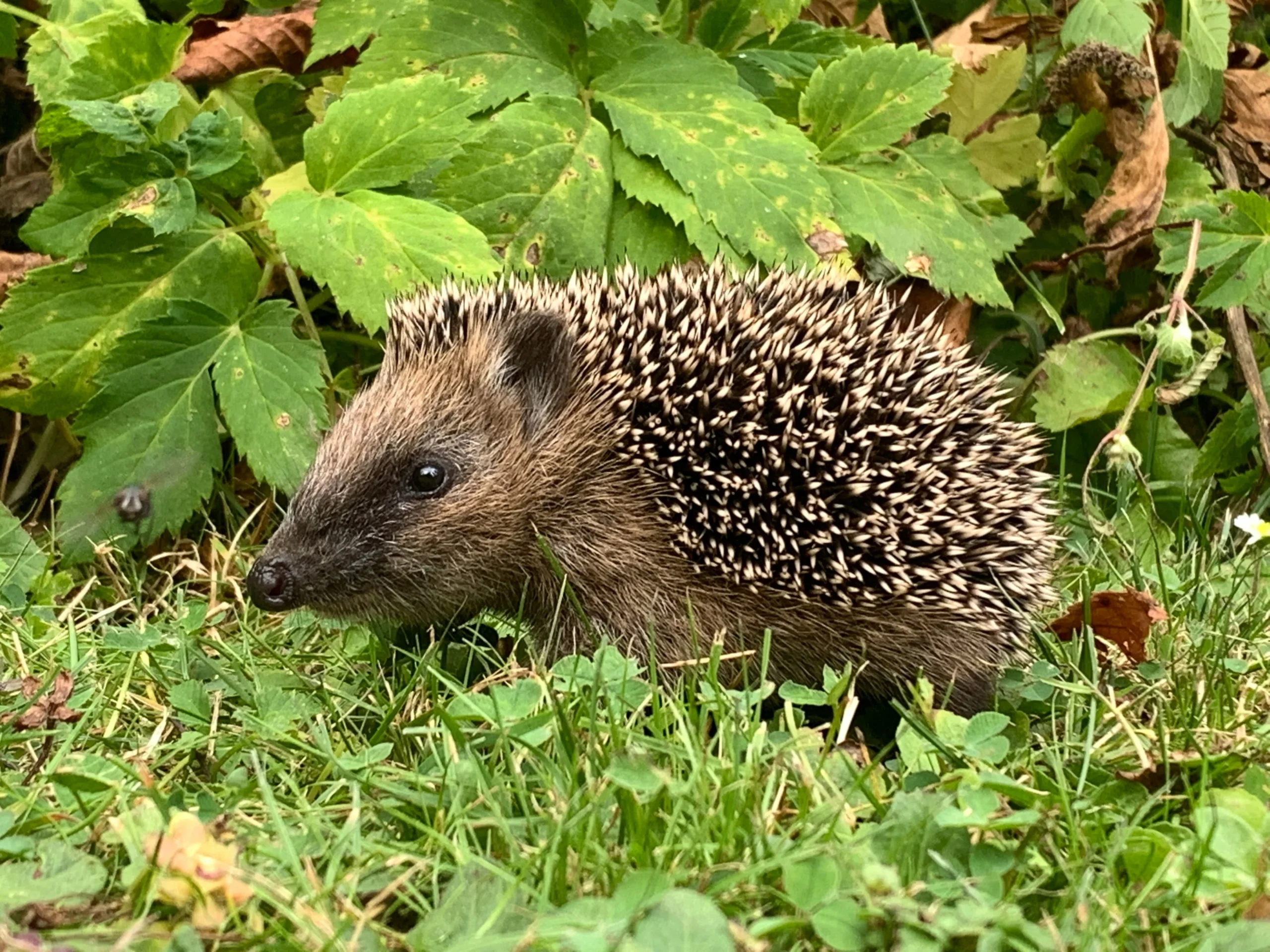Barnes hedgehog highway