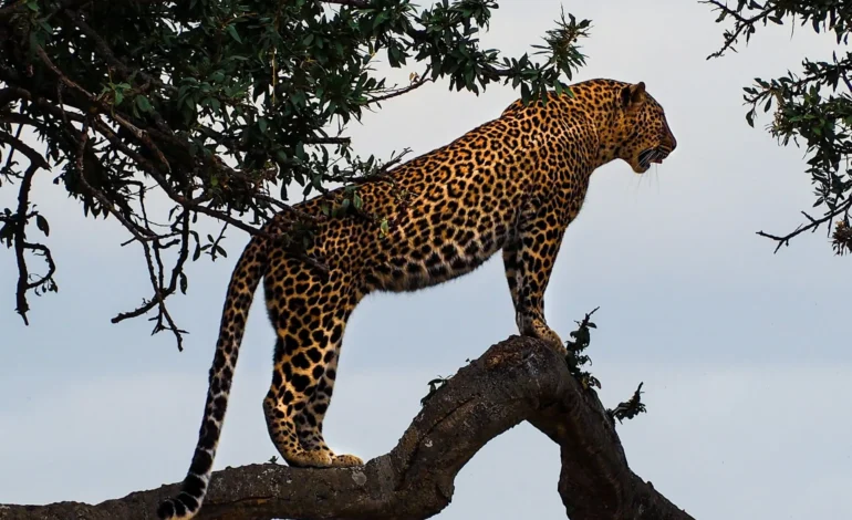 Cape leopards identified as genetically distinct in whole-genome study of South African population