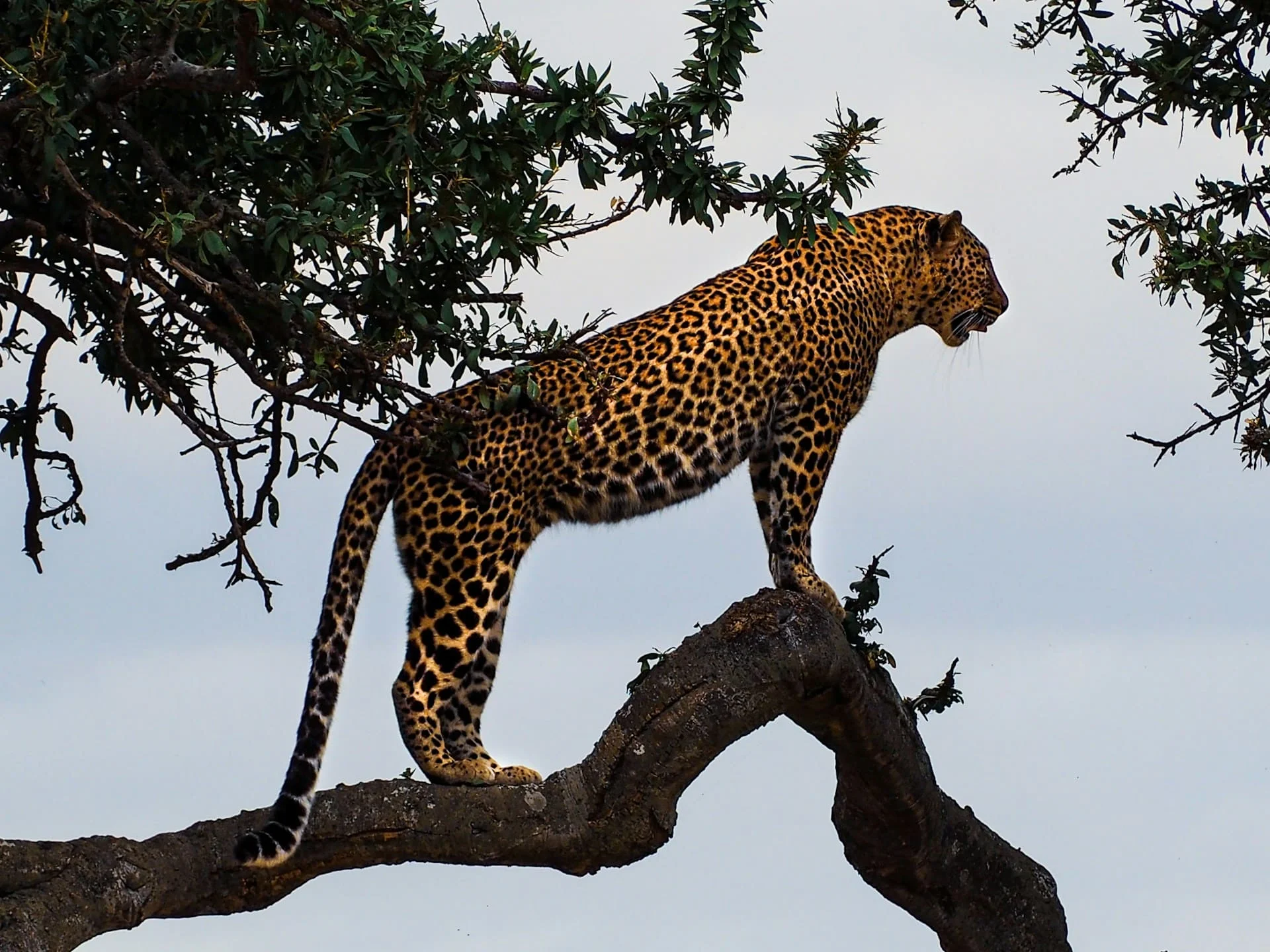 Cape leopard genome study South Africa