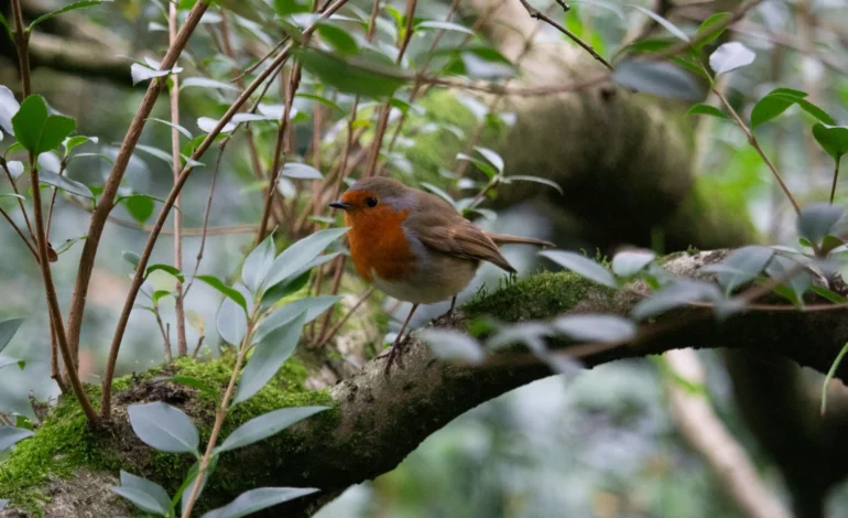 Grosvenor Square nature education centre