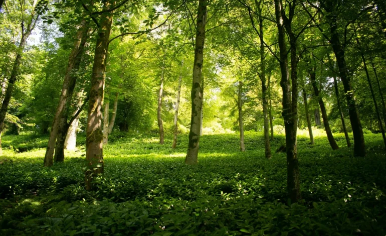 National Trust Youngwilders nature recovery projects