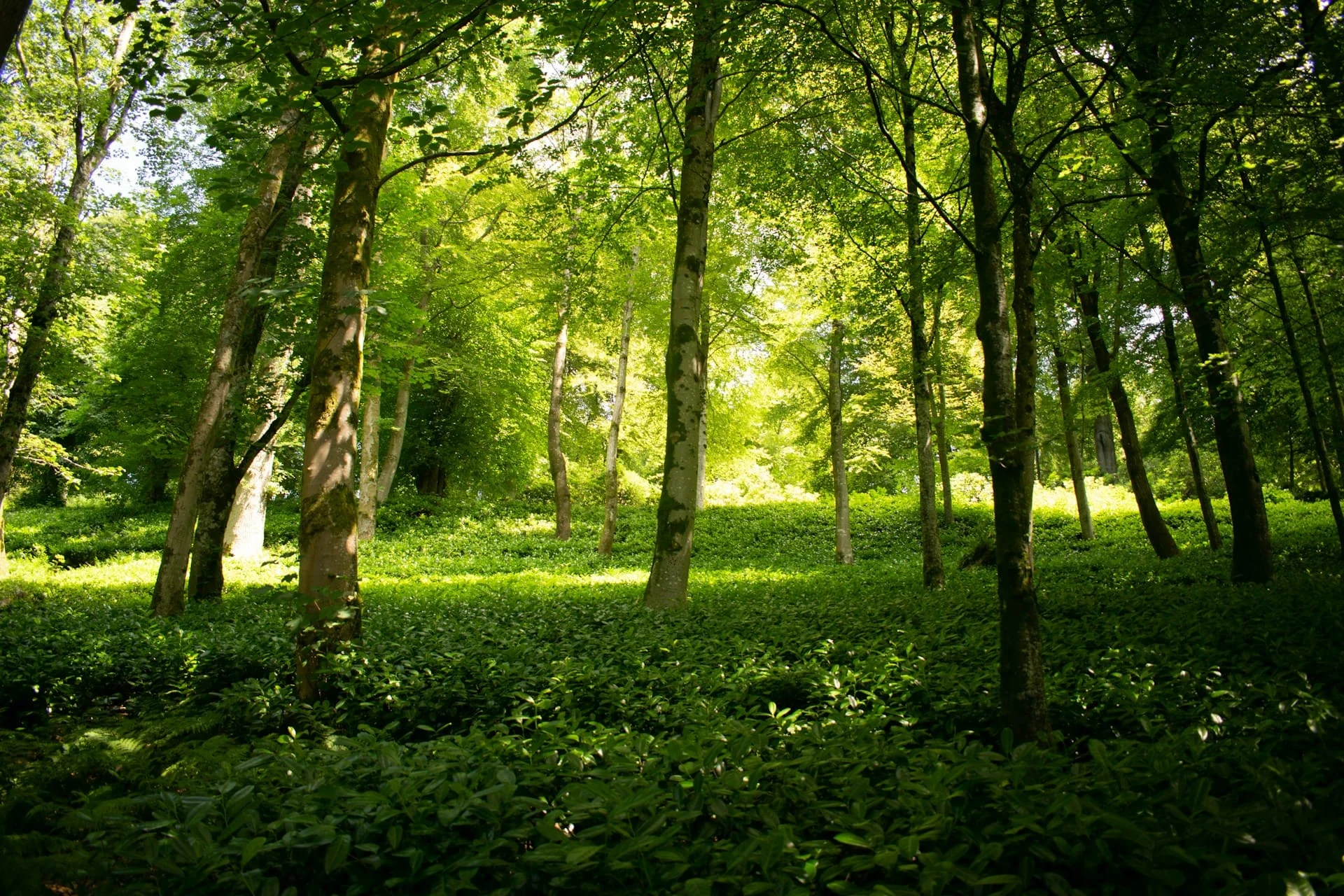 National Trust Youngwilders nature recovery projects