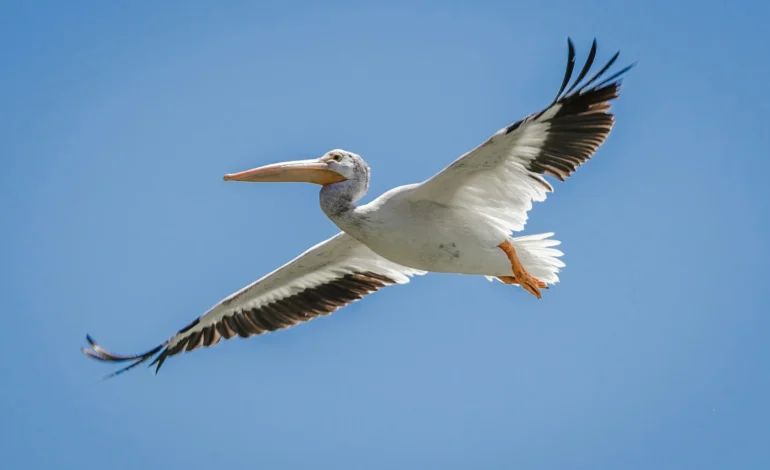 Four Pelican Chicks Hatch in St James’s Park for the First Time in 360 Years