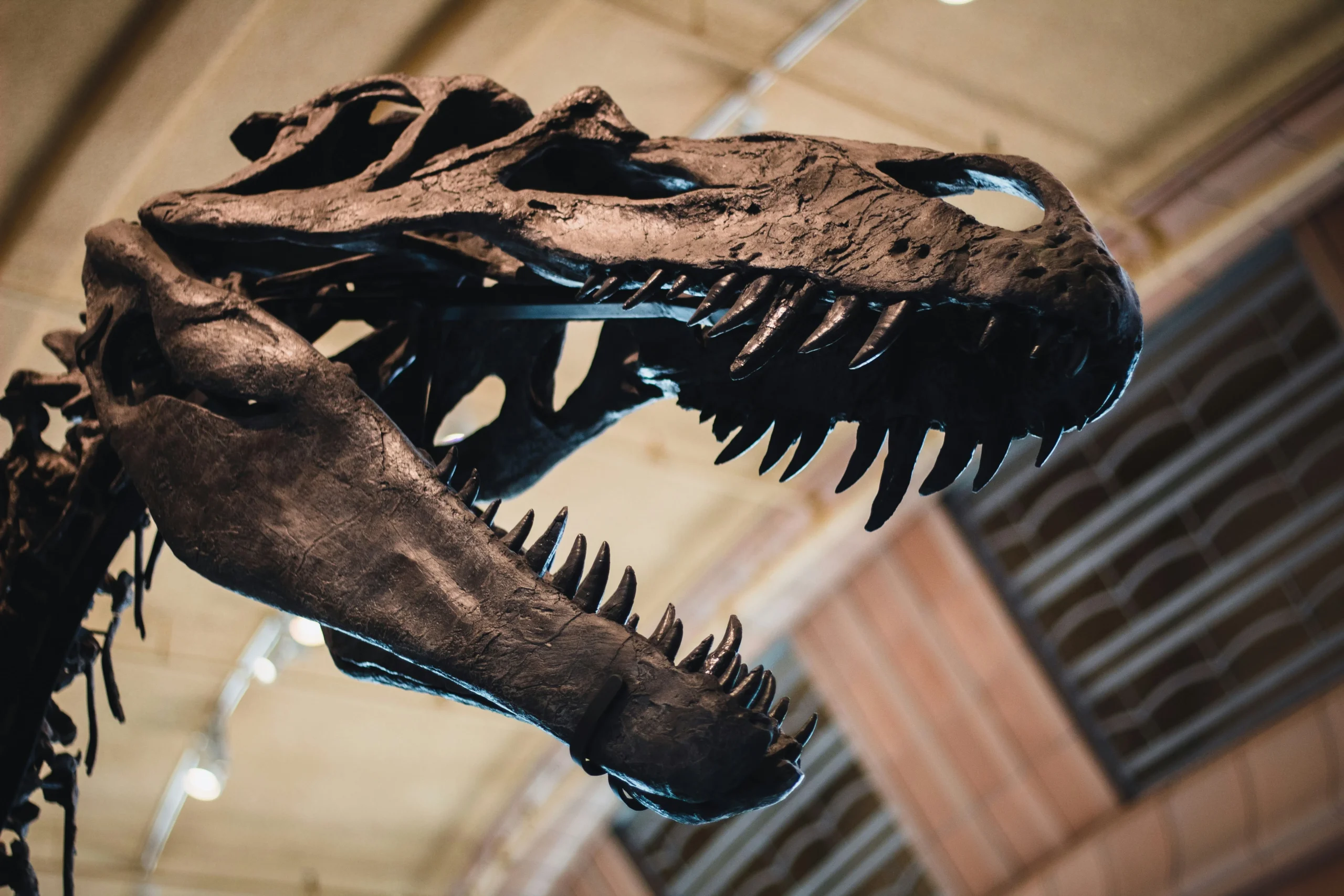 T Rex growth study