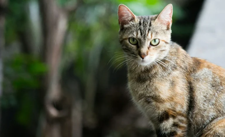 Genetic links between cat cancers and human disease found in major global study