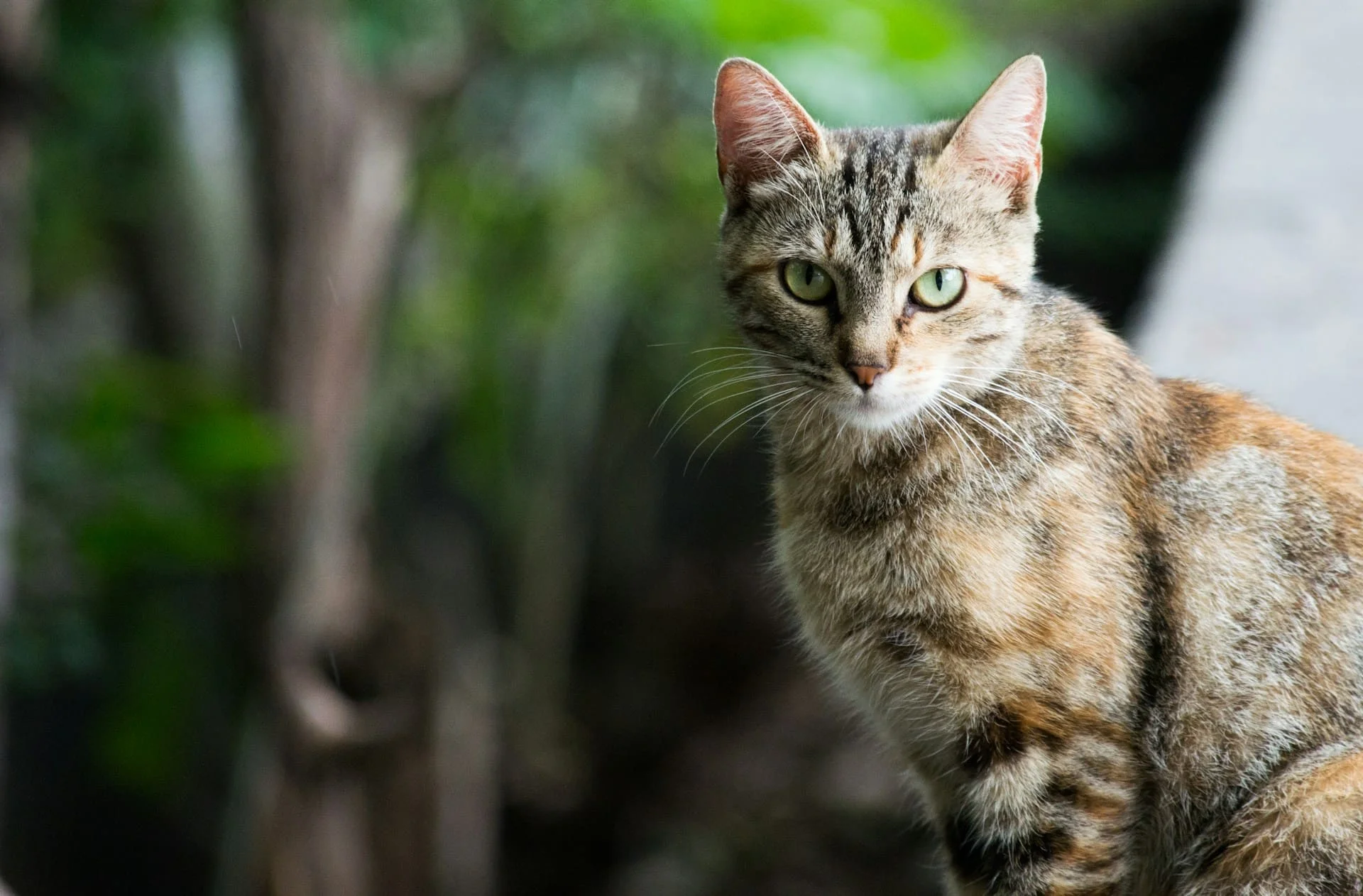 cat and human cancers