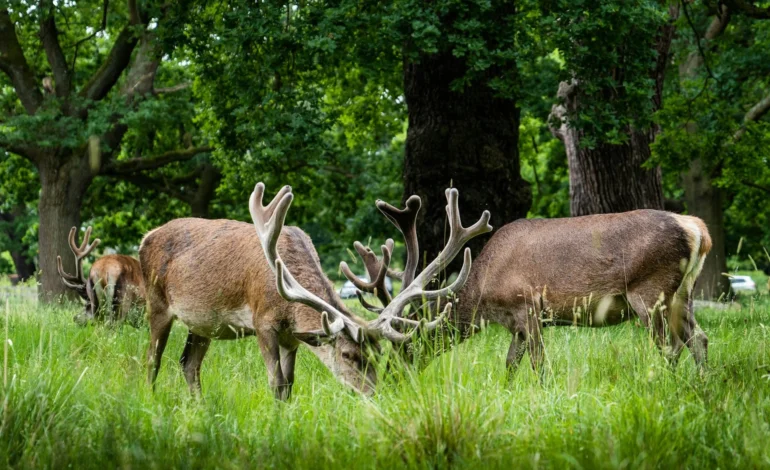dogs chasing deer in Richmond Park