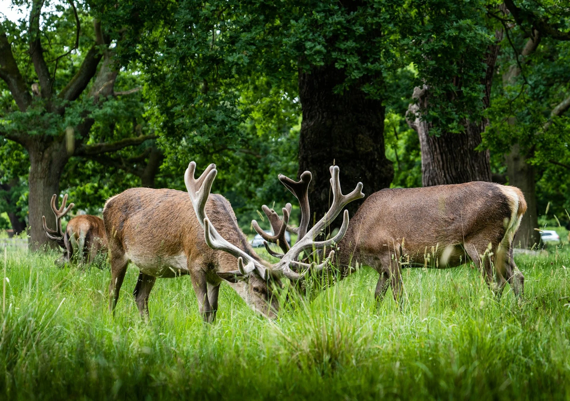 dogs chasing deer in Richmond Park