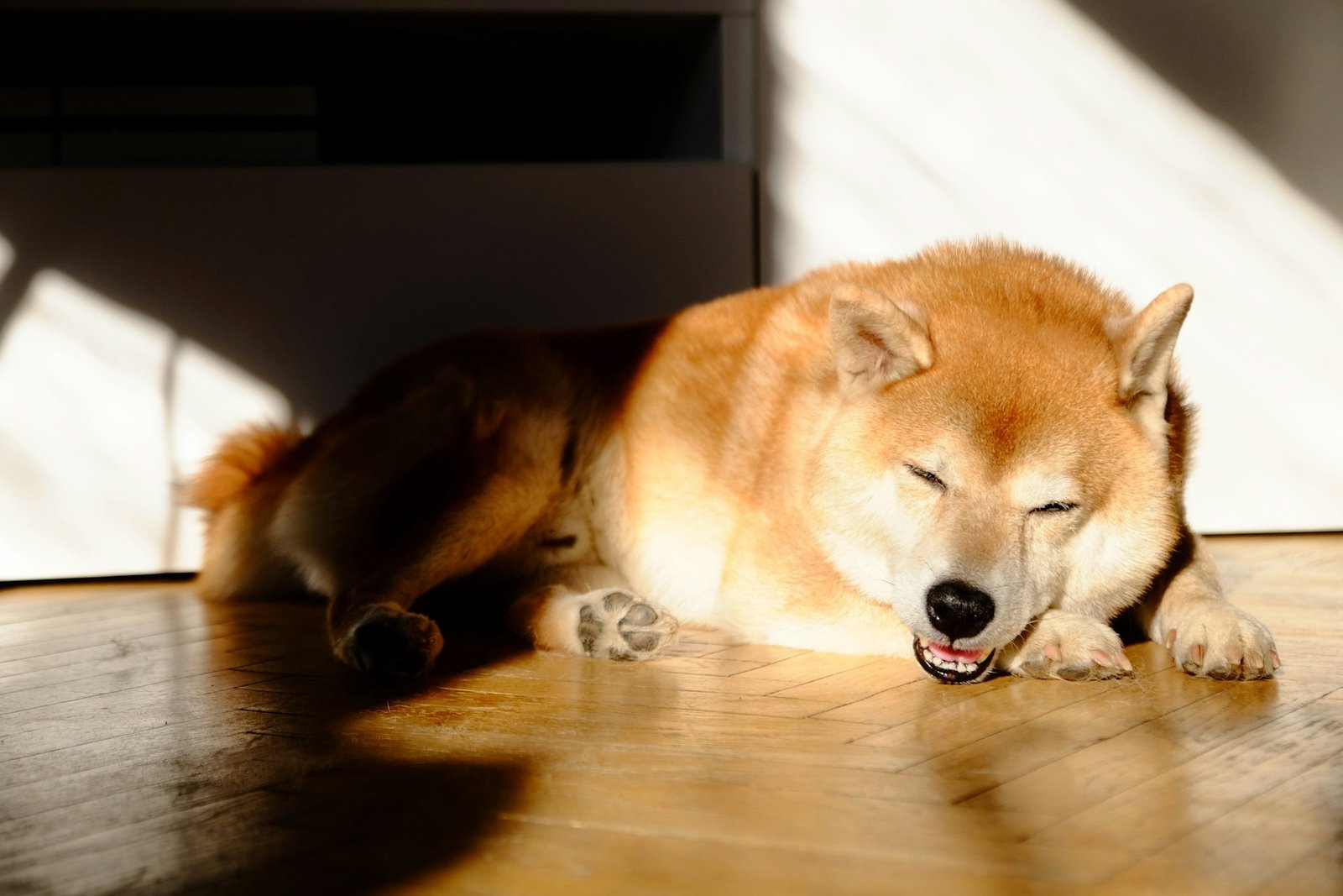 Dog heatstroke advice