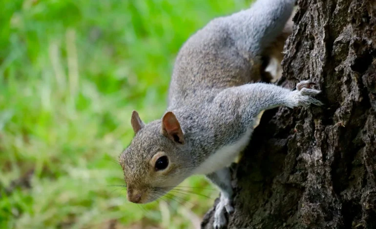 Grosvenor Square wildlife garden