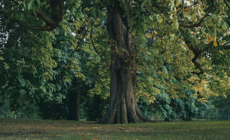 Hammersmith and Fulham Green Flag parks