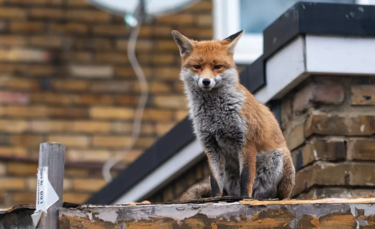 New campaign celebrates London’s urban wildlife while warning many species are in decline