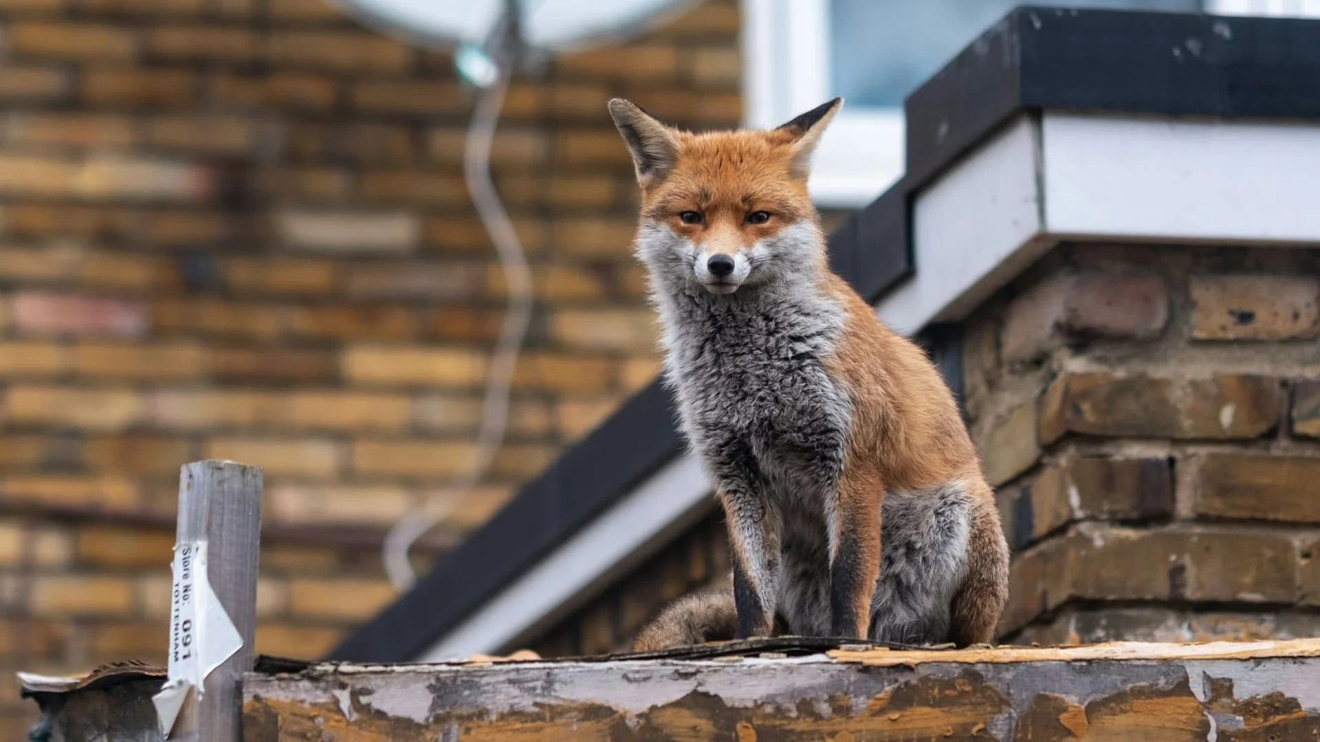 London urban wildlife campaign