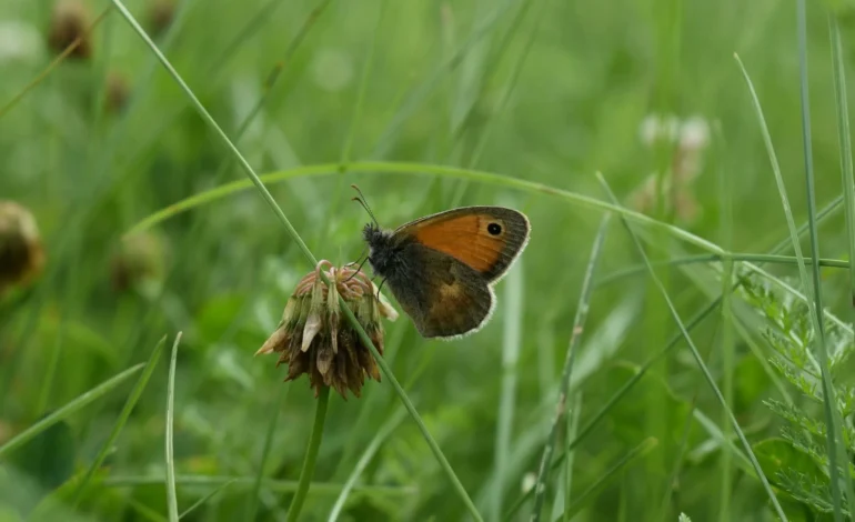 National Trust projects to receive £1.9m as government expands wildlife recovery funding