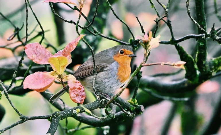 Richmond schools Attenborough grants
