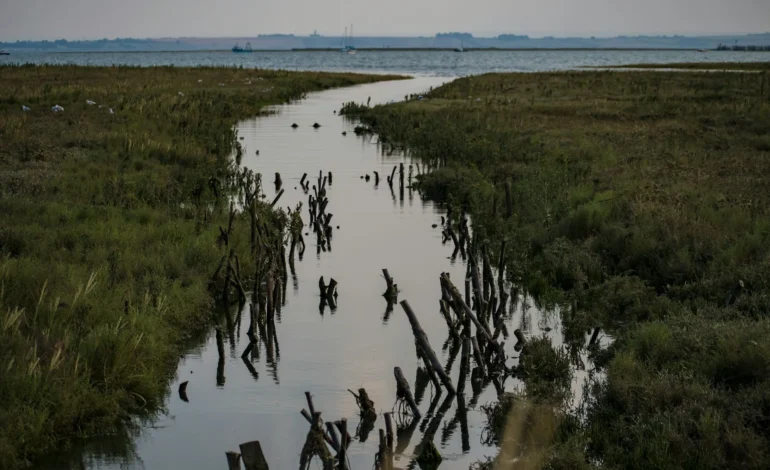 Thousands of seagrass shoots planted as Thames Estuary restoration project begins