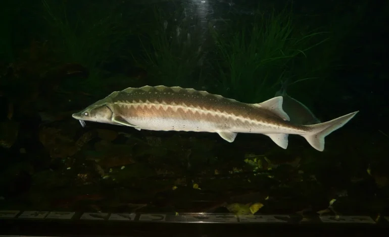 sturgeon