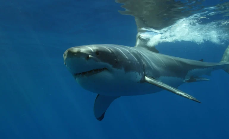 Great white sharks are moving further north as warming seas reshape marine life around the UK
