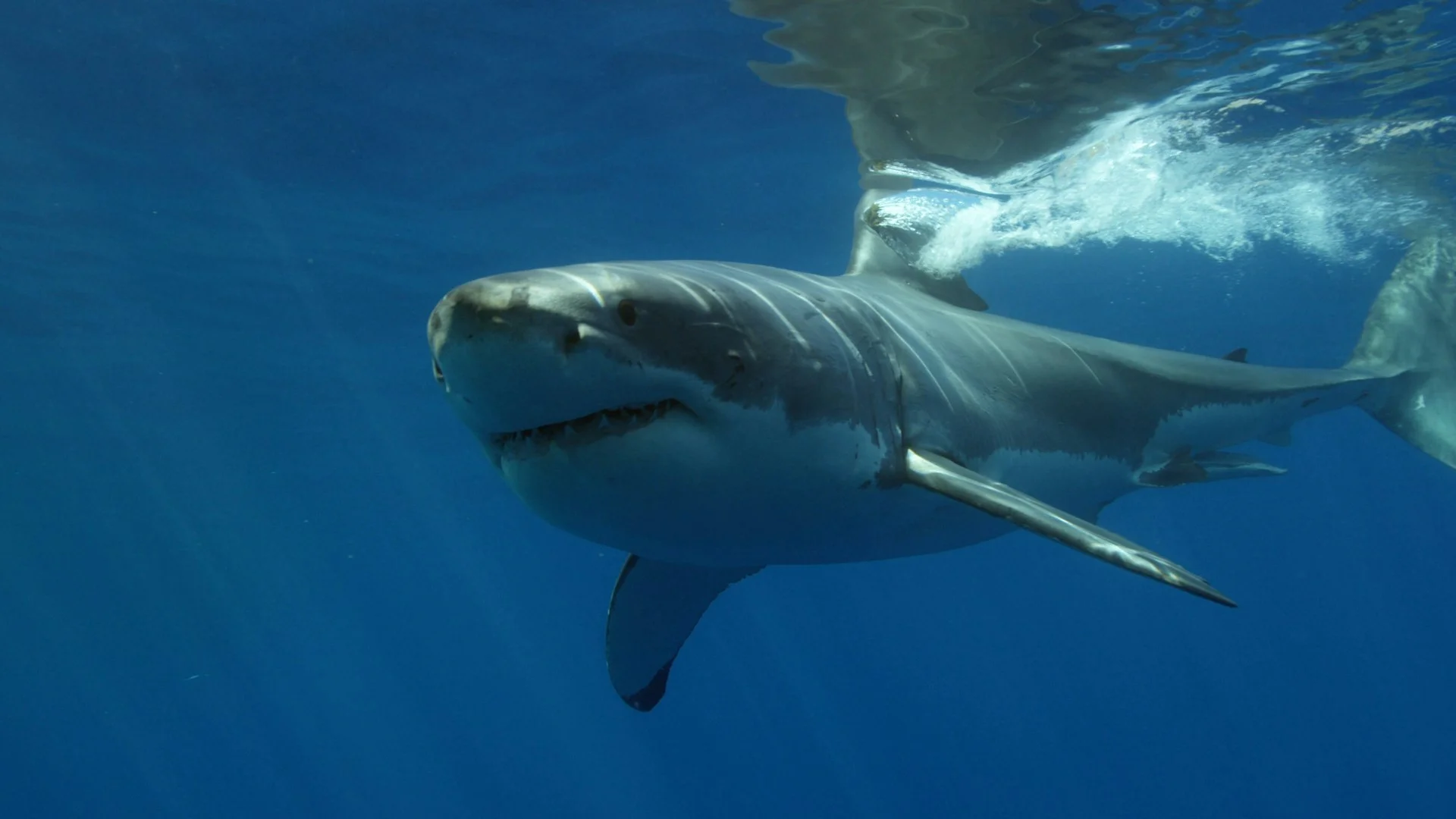 Great white sharks