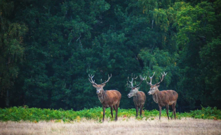 Stag