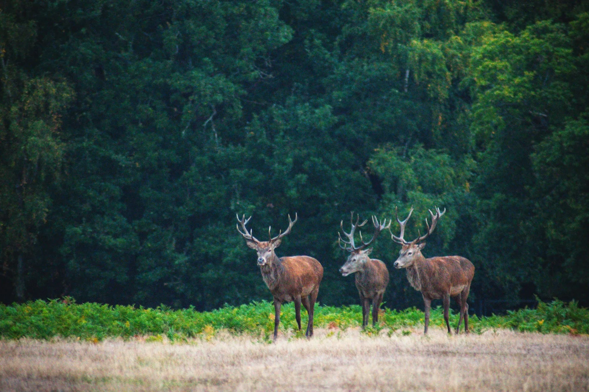 Stag
